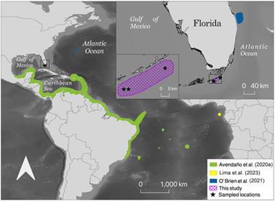 Genetic confirmation of Octopus insularis (Leite and Haimovici, 2008) in South Florida, United States using physical features and de novo genome assembly